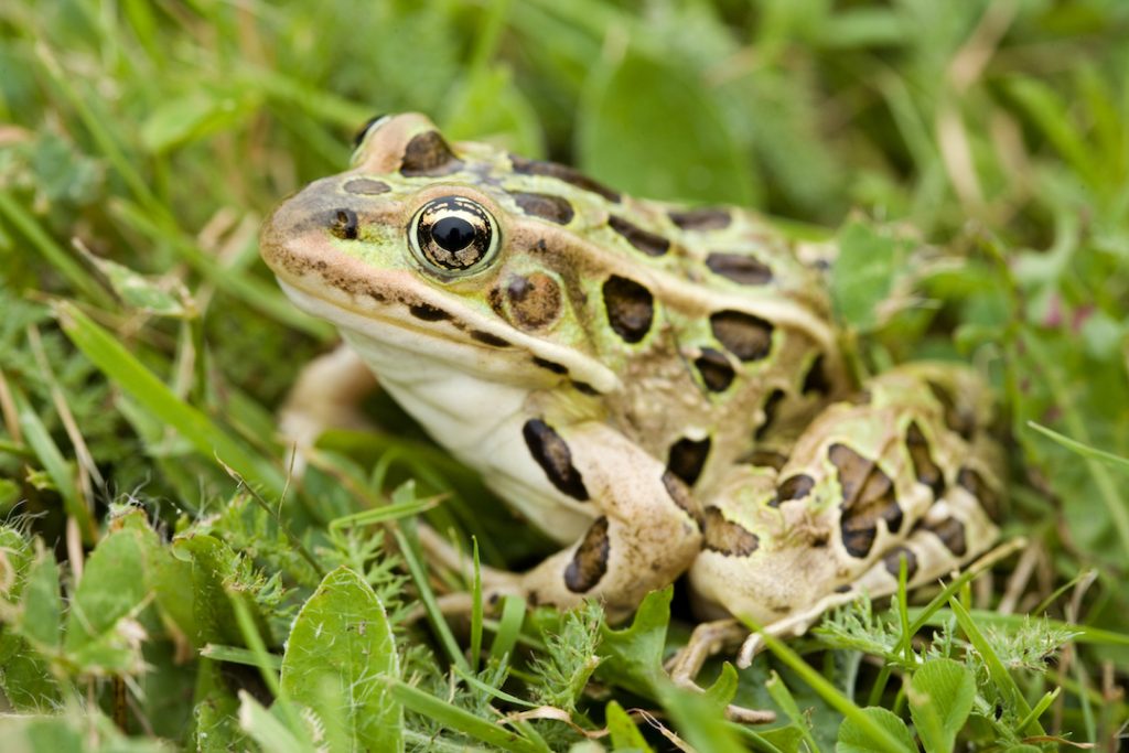 frog in grass