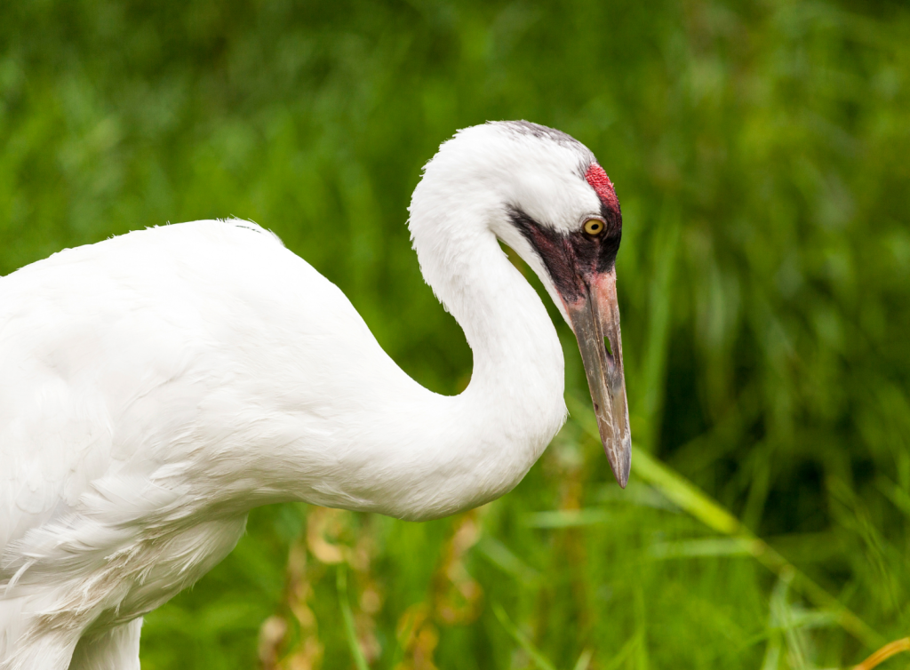 A Shared Commitment To Whooping Crane Recovery Canadian Natural And   ConservationTranslocation ProgramsGrid WhoopingCrane Optimized Stock 1024x754 