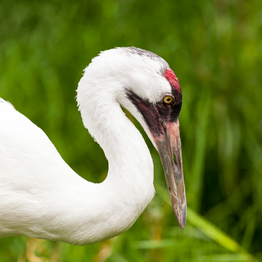 The Wilder Institute | Working to Conserve Endangered Species