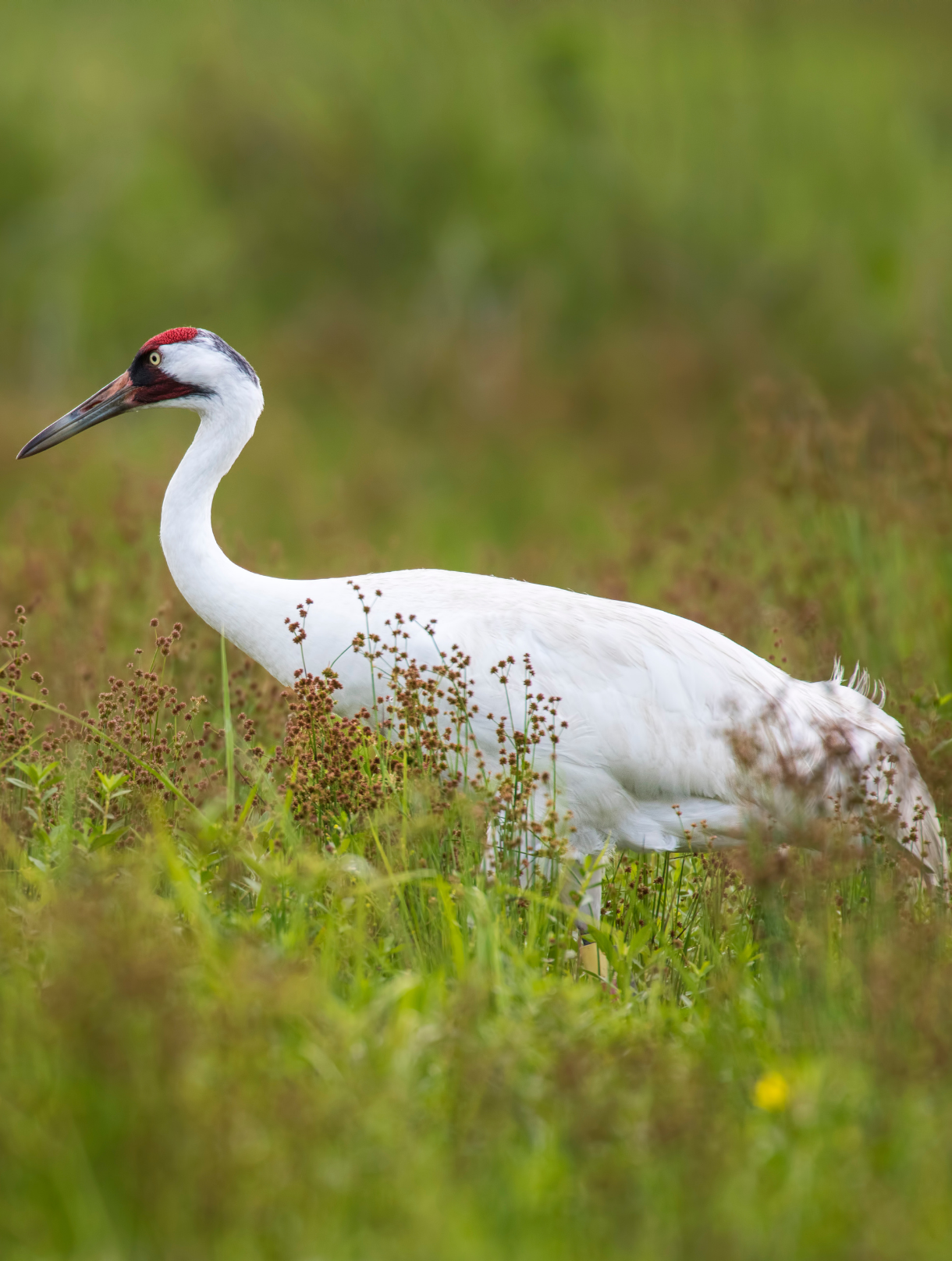 Whooping Crane - Nature Canada