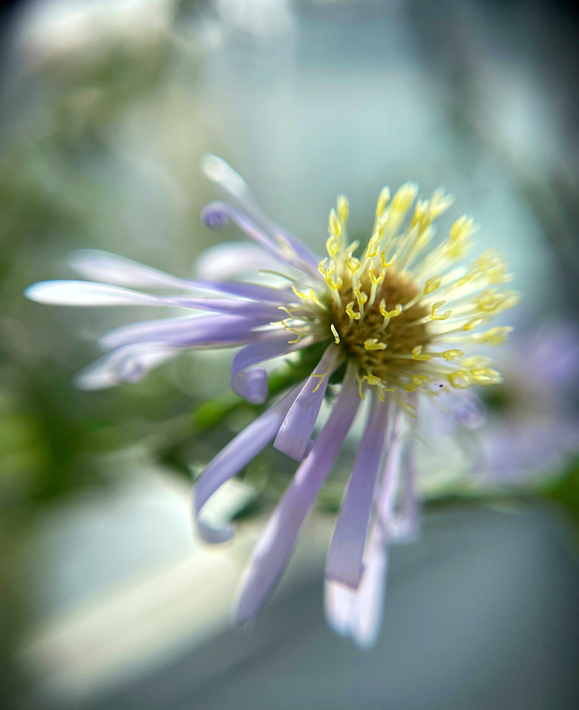 Why Your Flower Stems Have Gone Crooked (and How to Straighten