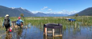 Northern Leopard Frog conservation