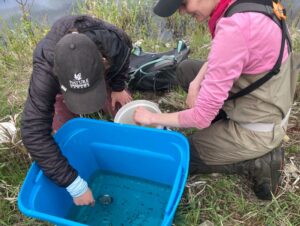 Northern Leopard Frog Conservation