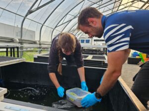 Northern Leopard Frog Conservation