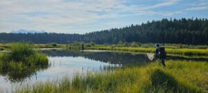 Northern Leopard Frog Conservation