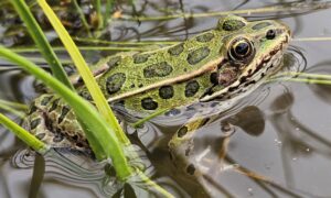 Northern Leopard Frog Conservation