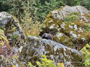 Ophis, a marmot born at the Archibald Biodiversity Centre in 2022 and released by our partners at the Marmot Recovery Foundation in 2024.