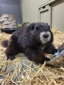 Fiona-Vancouver Island Marmot