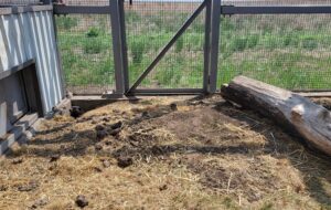 A marmot enjoying their outside habitat.