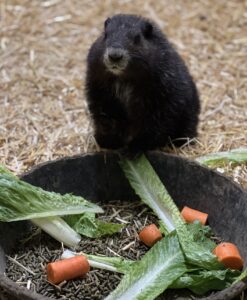 A marmot buffet!