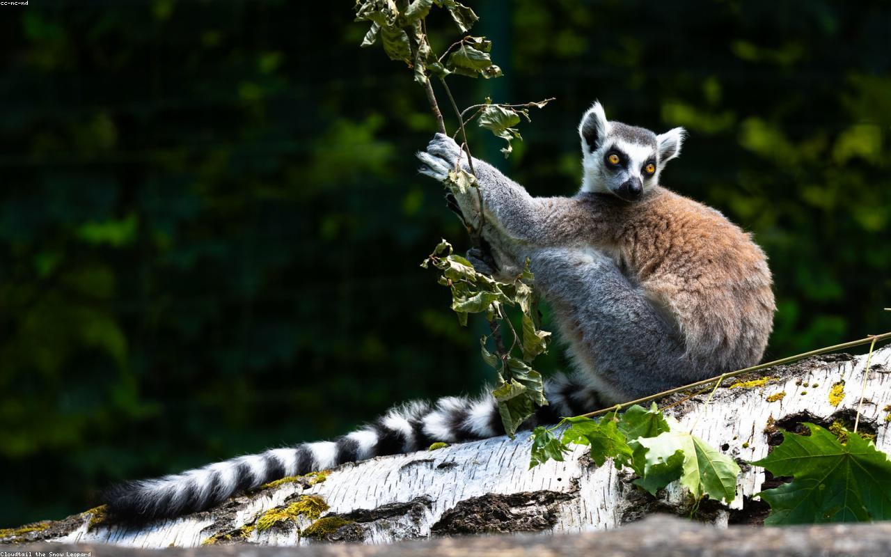Kianjavato Lemur & Reforestation Initiative - Wilder Institute