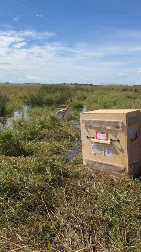 Photo Caption: Kimiwan after release. Image captured from a video taken by Nicki Gordon/International Crane Foundation.